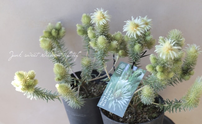 フィリカ・プベッセンス 『ワフトフェザー』 【Bタイプ】 | すべての