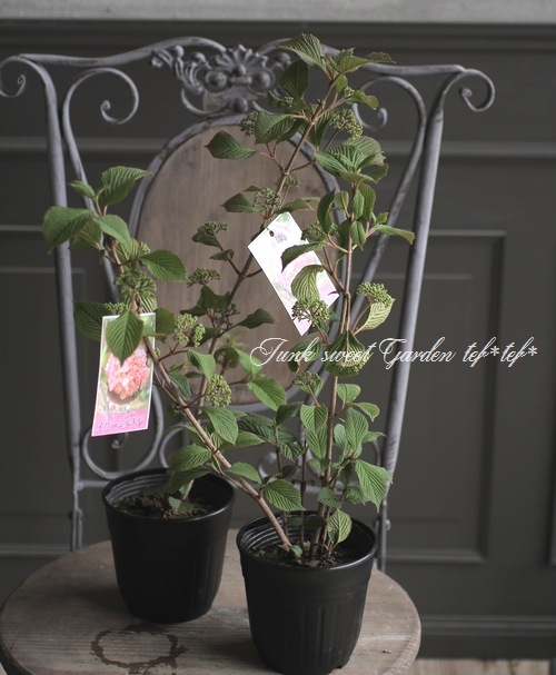 アンティークピンク色 オオデマリ ビバーナム メリーメルトン すべての商品 Junk Sweet Garden Tef Tef