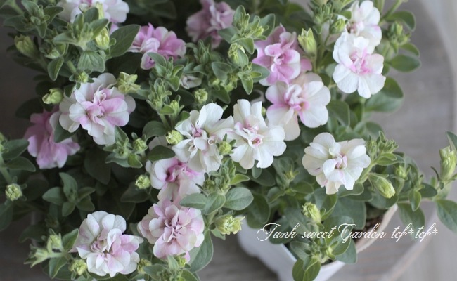 八重ペチュニア いちごミルク すべての商品 Junk Sweet Garden Tef Tef