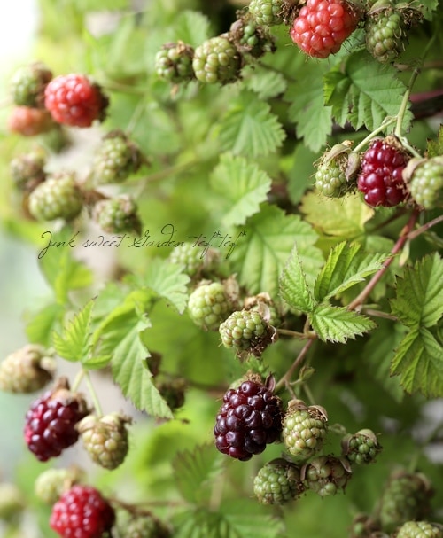 希少 イチジク穂木 Boysenberry Blushボイセンベリー ブラッシュ