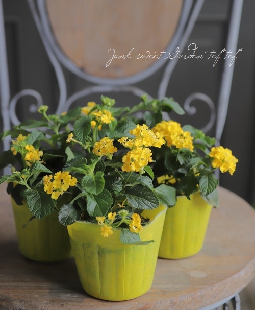 ランタナ 『イエロー』 | すべての商品 | | Junk sweet Garden tef*tef*