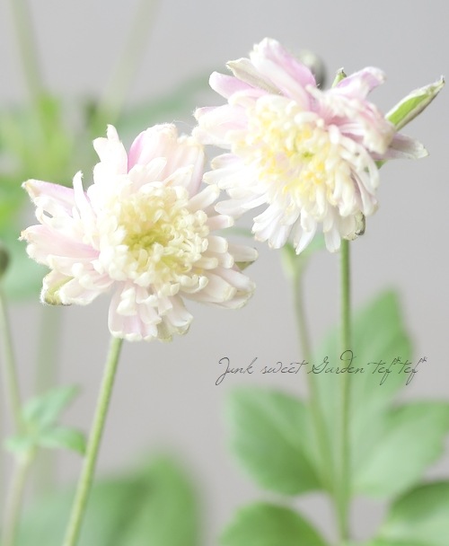 Ȭžغ餭ơإԥ١奦ᥤ ڲָ10off