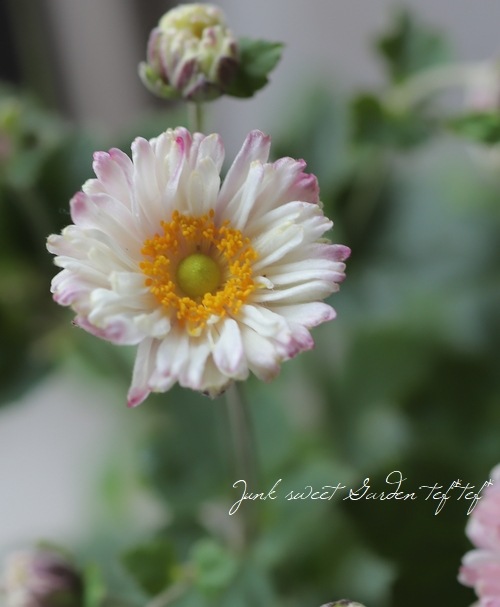 Ȭžغ餭ơإԥ١奦ᥤ ڲָ10off