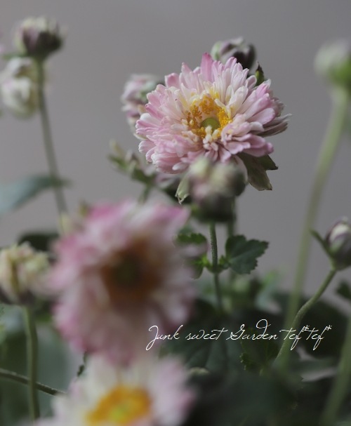 Ȭžغ餭ơإԥ١奦ᥤ ڲָ10off