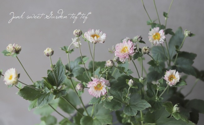 ユミィ菊15輪 Amazon.co.jp: 菊苗 夏菊小輪セット 18株（花色見計らい・名称