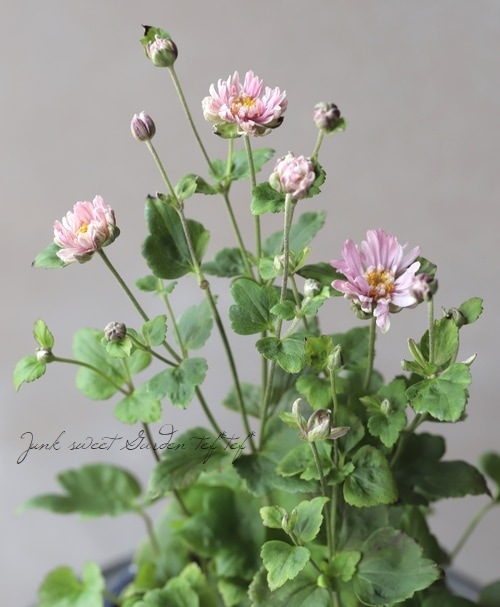 Ȭžغ餭ơإԥ١奦ᥤ ڲָ10off