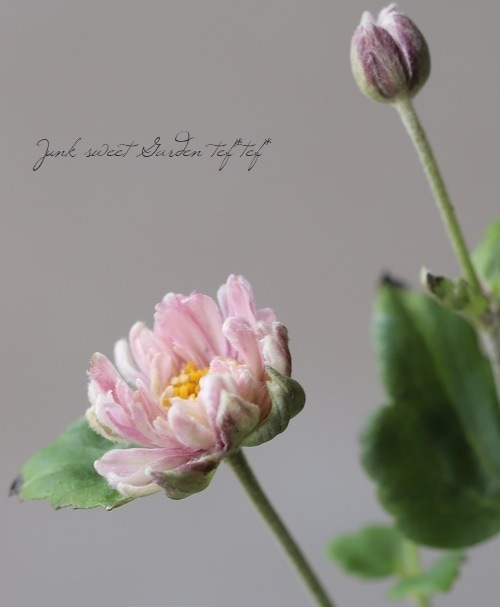 Ȭžغ餭ơإԥ١奦ᥤ ڲָ10off