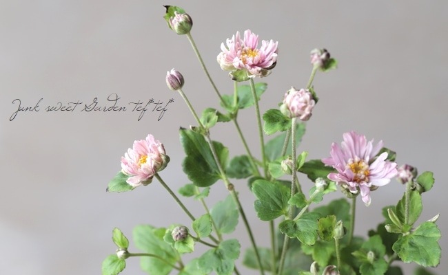 Ȭžغ餭ơإԥ١奦ᥤ ڲָ10off