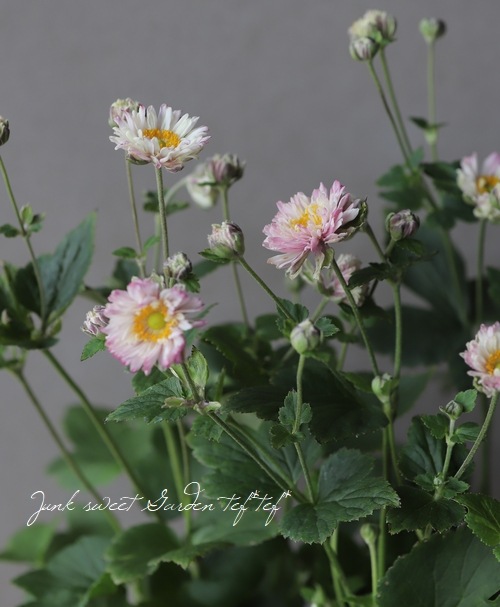 Ȭžغ餭ơإԥ١奦ᥤ ڲָ10off