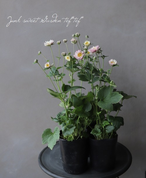 Ȭžغ餭ơإԥ١奦ᥤ ڲָ10off