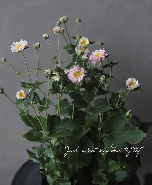 Ȭžغ餭ơإԥ١奦ᥤ ڲָ10off