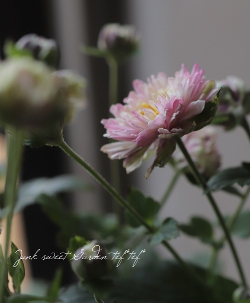 Ȭžغ餭ơإԥ١奦ᥤ ڲָ10off