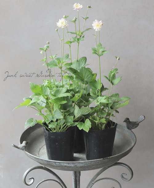 Ȭžغ餭ơإԥ١奦ᥤ ڲָ10off