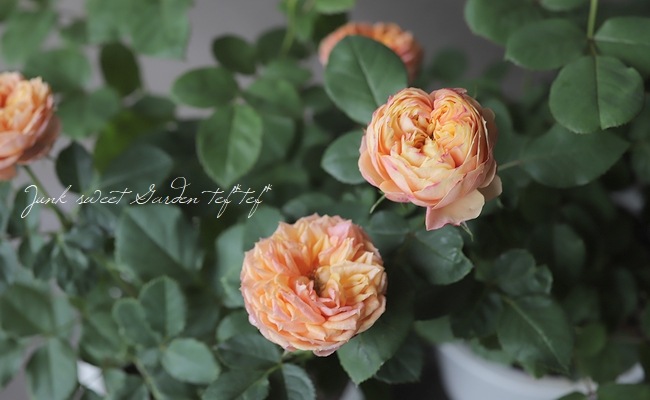 ����ƥ��������å��ΥХ顡�إ٥ӡ����ޥ�ƥ�����