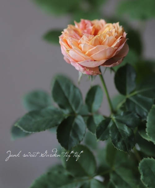 薔薇 華やかアンティーク 大正ロマン 楽天市場】ロマンティックアンティーク バラの通販