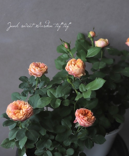 アンティークタッチのバラ 『ベビーロマンティカ』 | すべての