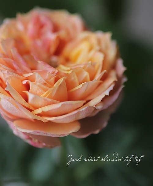 アンティークタッチのバラ 『ベビーロマンティカ』 | すべての