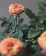 ����ƥ��������å��ΥХ顡�إ٥ӡ����ޥ�ƥ�����