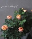 ����ƥ��������å��ΥХ顡�إ٥ӡ����ޥ�ƥ�����