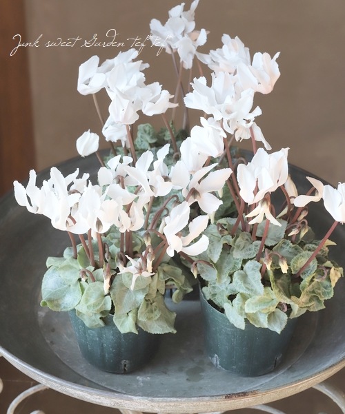 ガーデンミニシクラメン 『シルバービューティー』 【ホワイト