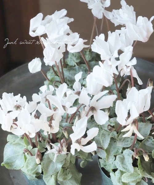 ガーデンミニシクラメン 『シルバービューティー』 【ホワイト