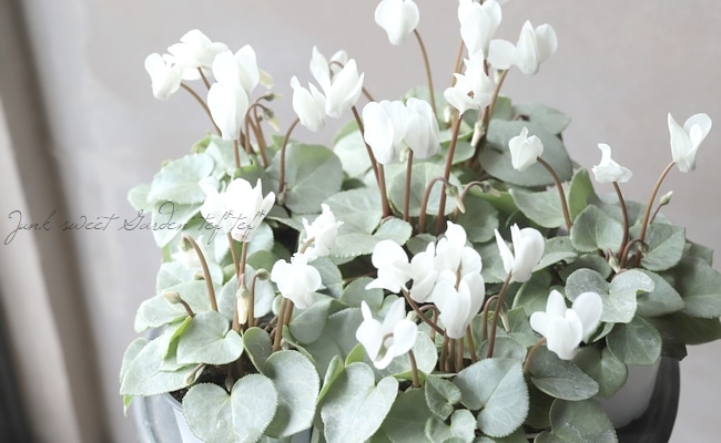 ガーデンミニシクラメン 『シルバービューティー』 【ホワイト