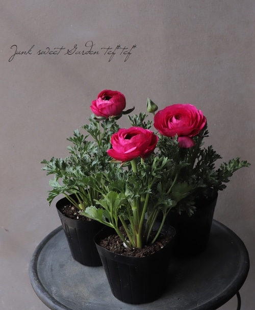 ラナンキュラス 『ピンク』 寄せ植えにおすすめ | すべての商品