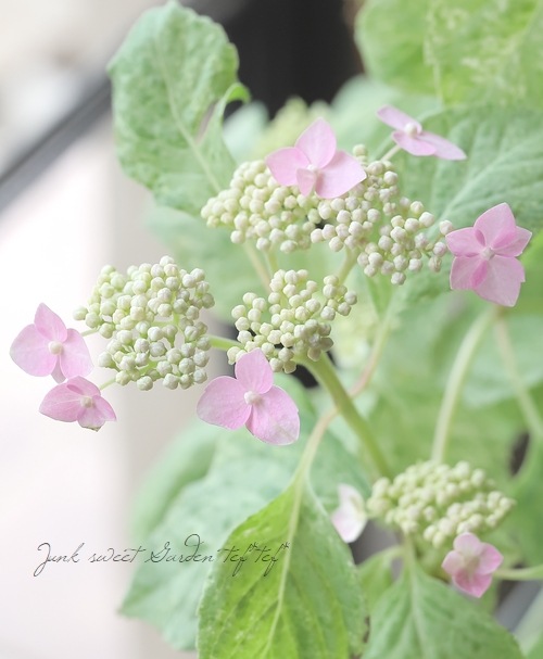 斑入り山紫陽花 『九重山 -くじゅうさん-』 散り斑 | すべての商品