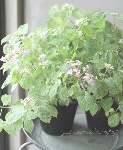 斑入り山紫陽花 『九重山 -くじゅうさん-』 散り斑 | すべての商品