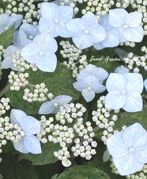 斑入り山紫陽花 『九重山 -くじゅうさん-』 散り斑 | すべての商品