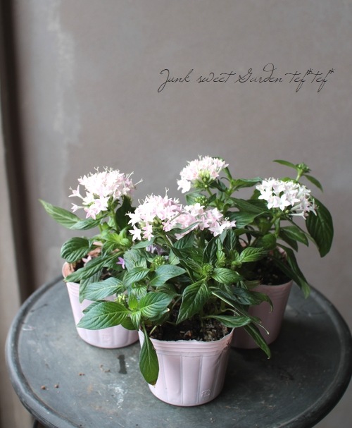 ペンタス 『ピンク』 真夏の暑さが大好き！秋まで楽しめる | すべての