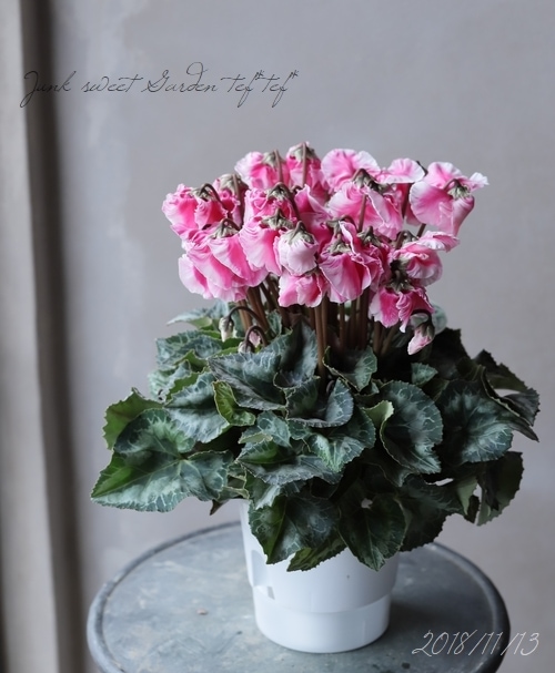 シクラメン 『ひらり桃バイカラー』 | すべての商品 | | Junk sweet