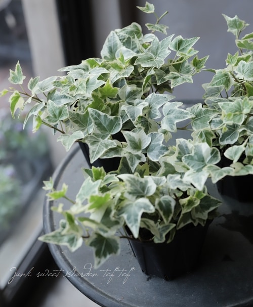 �إǥ顡�ؾ���١��������व��