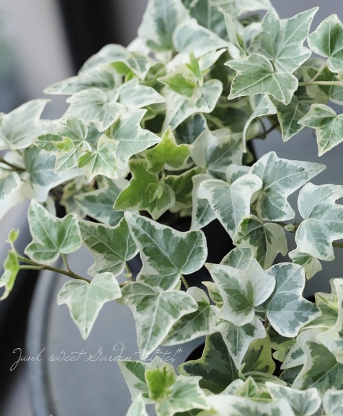 �إǥ顡�ؾ���١��������व��