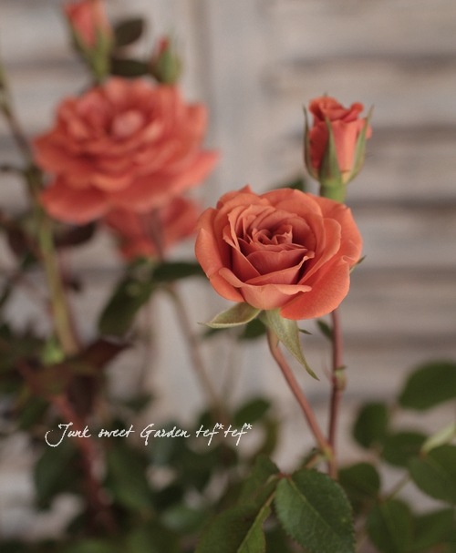 ミニバラ テディベア オレンジ ロザミニ ブラウンのお花が可愛い すべての商品 Junk Sweet Garden Tef Tef ミニバラ テディベア オレンジ ロザミニ ブラウンのお花が可愛い すべての商品 Junk Sweet Garden Tef Tef