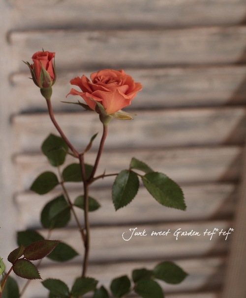 ミニバラ 『テディベア』 オレンジ・ロザミニ ブラウンのお花が可愛い