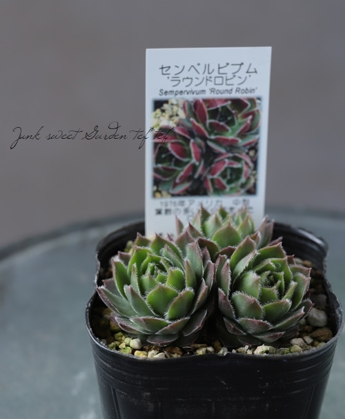 多肉植物 センペルビウム ラウンドロビン Leaf Species 多肉植物 Junk Sweet Garden Tef Tef