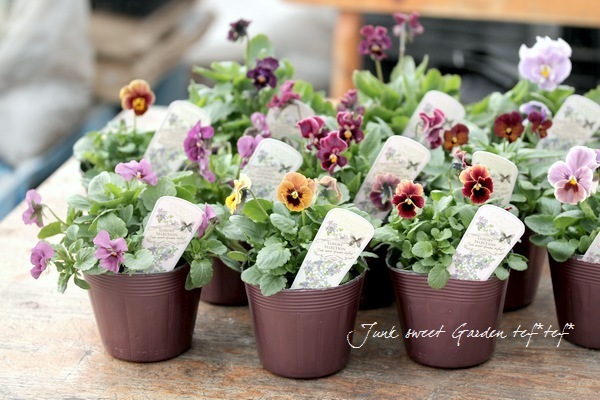 ��LUXURY SELECTION��tef*tef*���ꥸ�ʥ롪Ȭ�ź餭�����ޥ����إ��饷���륻�ԥ��� �����1��ʪ��D��