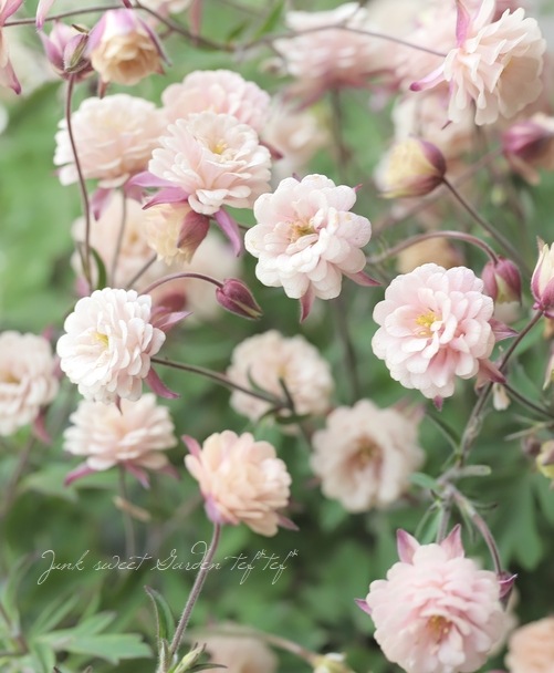 ��LUXURY SELECTION��tef*tef*���ꥸ�ʥ롪Ȭ�ź餭�����ޥ����إ��饷���륻�ԥ��� �����1��ʪ��D��