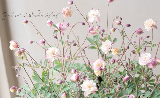 ��LUXURY SELECTION��tef*tef*���ꥸ�ʥ롪Ȭ�ź餭�����ޥ����إ��饷���륻�ԥ��� �����1��ʪ��D��