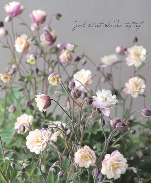 ��LUXURY SELECTION��tef*tef*���ꥸ�ʥ롪Ȭ�ź餭�����ޥ����إ��饷���륻�ԥ��� �����1��ʪ��D��