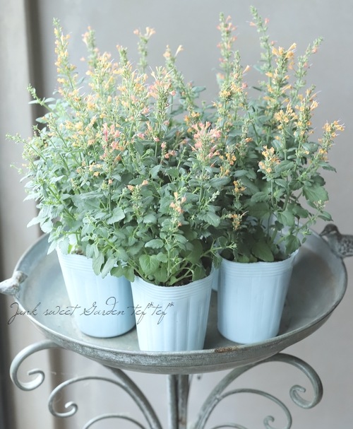 �����������������ե쥰���ȥ����ڥåȡ��إ���󥸡١���C��