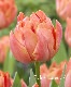 9���ȯ���ڵ庬��Ȭ�ź餭���塼��å� �إ����ĥ��� �庬5��
