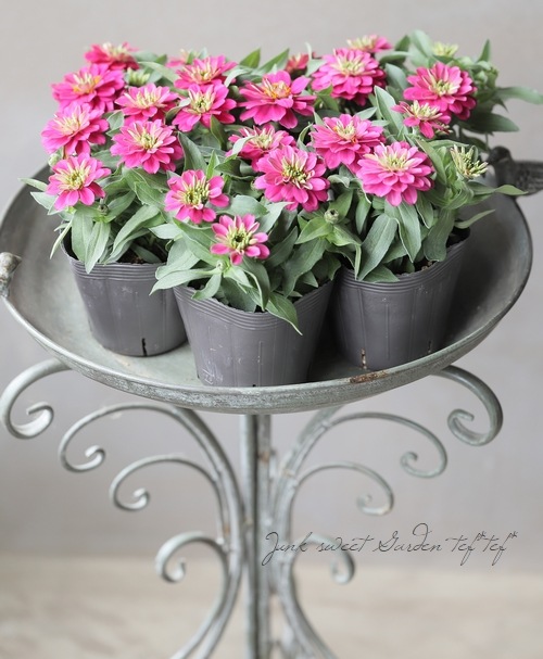 ジニア・ベリーズダブル 『ディープローズ』 | すべての商品 | | Junk