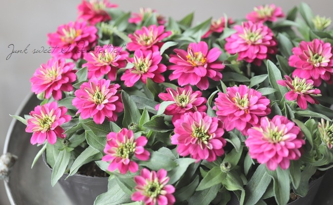 ジニア・ベリーズダブル 『ディープローズ』 | すべての商品 | | Junk