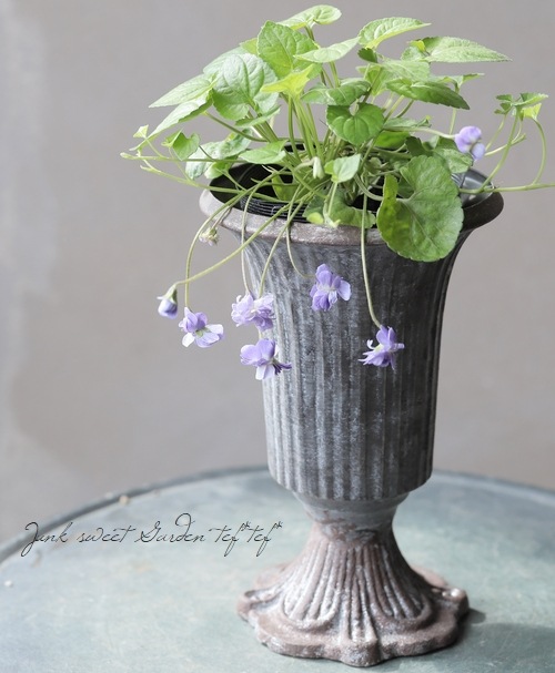 八重咲きニオイスミレ 『スィートバイオレット』 | すべての商品