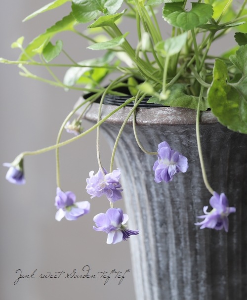 八重咲きニオイスミレ 『スィートバイオレット』 | すべての商品