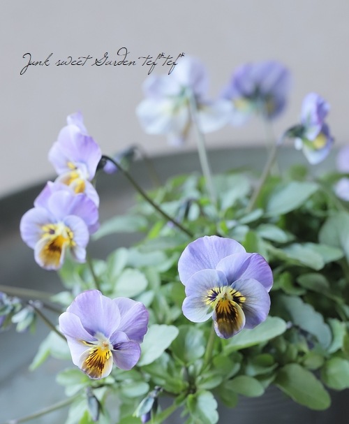 ▽【LUXURY SELECTION】tef*tef*オリジナル ビオラ 変わり咲き【A