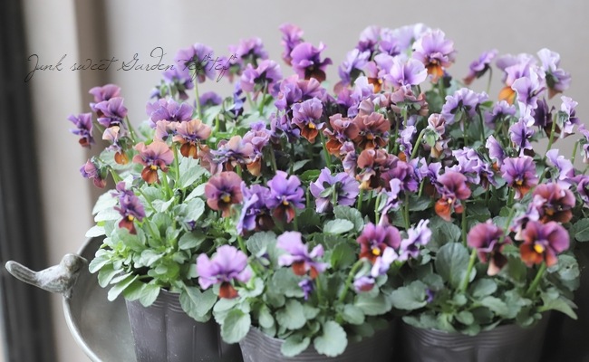 ▽【LUXURY SELECTION】tef*tef*試作・親株選抜ビオラ 【B】 | 花苗