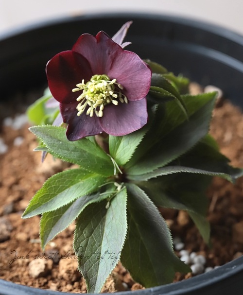 2026【No.25】三浦孝之氏・クリスマスローズ 『原種アトロルベンス選抜